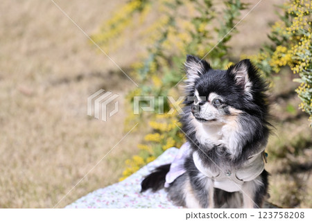 Portrait of a cute Chihuahua with mimosa in full bloom in the background Portrait of a cute Chihuahua with mimosa in full bloom in the background 123758208