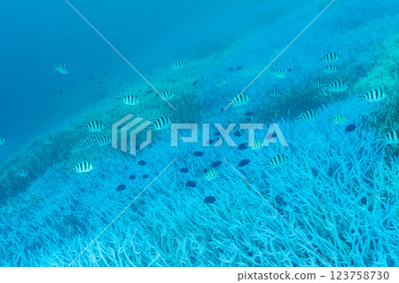 漂白的珊瑚枝，小笠原，東京 123758730