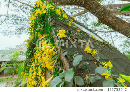 Wood house with yellow flower 123758942