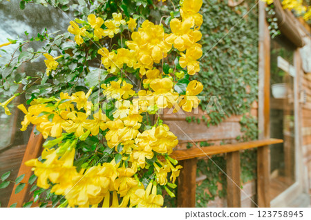 Close up Yellow Cat's Claw flowers bloom 123758945