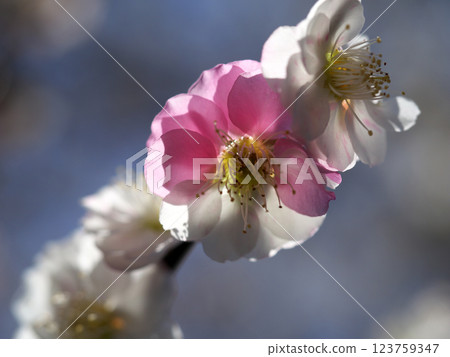 Red and white plum blossoms Red and white plum blossoms 123759347