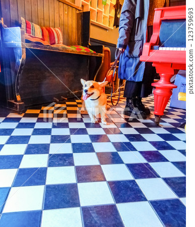 Adorable Pembroke Welsh Corgi on checkered floor with owner in vintage cafe. High quality photo Adorable Pembroke Welsh Corgi on checkered floor with owner in vintage cafe. High quality photo 123759693