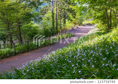 The West Entrance Plaza of Tonoyama Park in Isehara City, where a colony of Iris japonica is in full bloom. 123759749