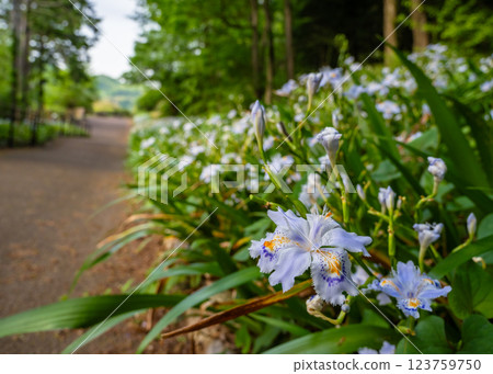 伊勢原市殿山公園西口廣場上，盛開著一大片日本鳶尾花。 123759750