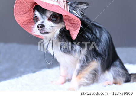 Chihuahua wearing a cute pink hat 123759809