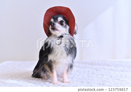 Chihuahua wearing a cute pink hat 123759817