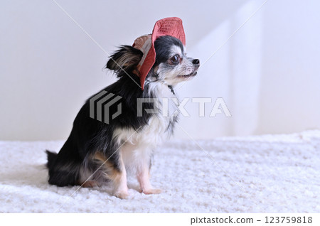 Chihuahua wearing a cute pink hat 123759818