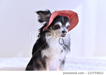 Chihuahua wearing a cute pink hat 123759822