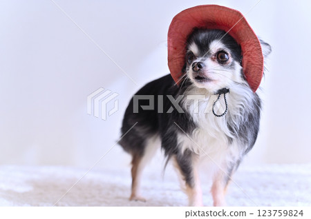 Chihuahua wearing a cute pink hat 123759824