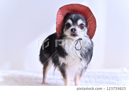 Chihuahua wearing a cute pink hat 123759825