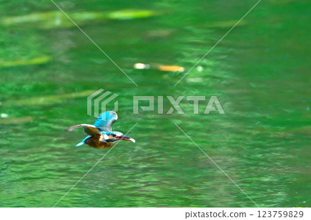 Fast flying kingfisher Fast flying kingfisher 123759829