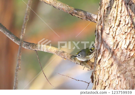 A goldcrest perched on a branch A goldcrest perched on a branch 123759939
