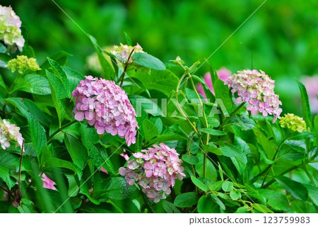 開花在天空的雨季八仙花屬 123759983