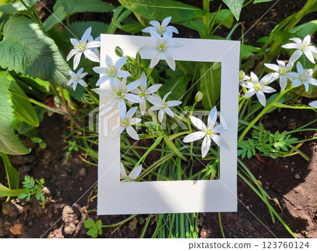 White flowers birdcage, Ornithogalume umbrella in a white cardboard frame. White flowers birdcage, Ornithogalume umbrella in a white cardboard frame. 123760124