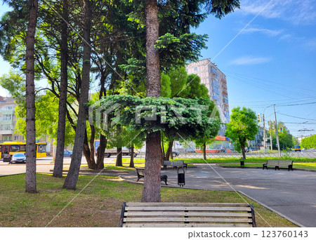 A large tree with lush branches is the prickly spruce picea pungens 123760143