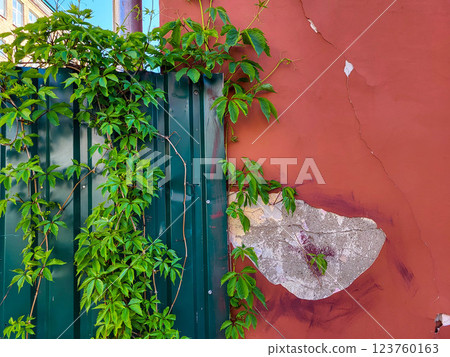 Hanging green branches of wild girlish grapes on a green fence next to the red old wall of the house. 123760163