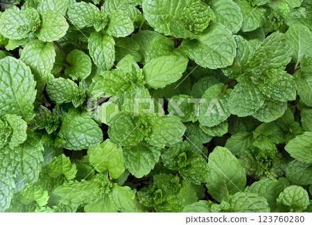 Mint leaves background. Green Peppermint leaves Pattern layout Top view. Spermint plant growing. Mint leaves background. Green Peppermint leaves Pattern layout Top view. Spermint plant growing. 123760280