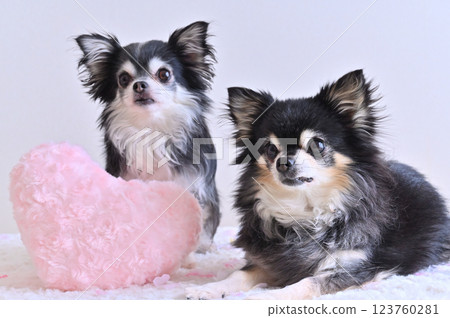 兩隻吉娃娃和一個粉紅色心型靠墊 123760281