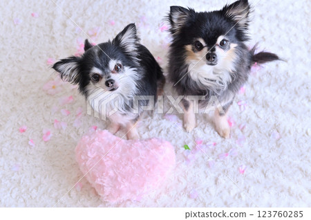 Two Chihuahuas and a pink heart cushion 123760285
