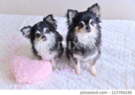 Two Chihuahuas and a pink heart cushion 123760286