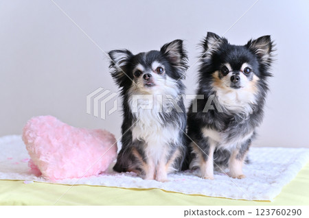 兩隻吉娃娃和一個粉紅色心型靠墊 123760290