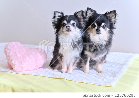 Two Chihuahuas and a pink heart cushion 123760293