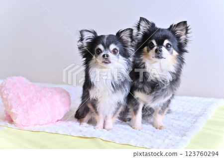 Two Chihuahuas and a pink heart cushion 123760294