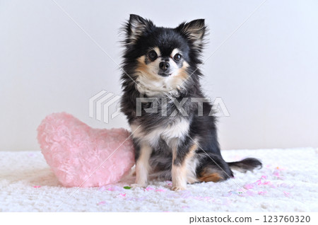 高級吉娃娃和粉紅心形靠墊 - 老年犬 123760320