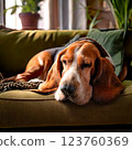 Basset hound taking a nap on the sofa 123760369