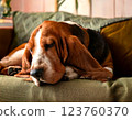 Basset hound taking a nap on the sofa 123760370