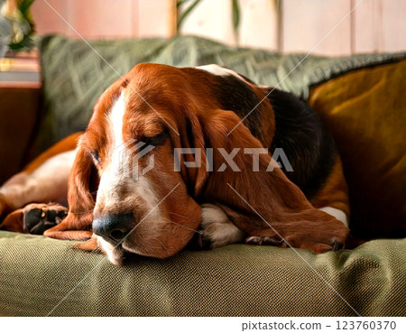 Basset hound taking a nap on the sofa Basset hound taking a nap on the sofa 123760370