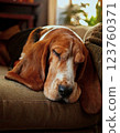 Basset hound taking a nap on the sofa 123760371