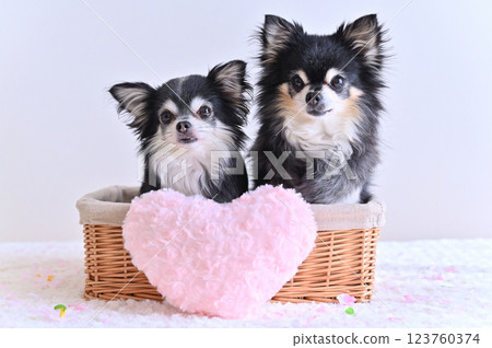 Two Chihuahuas in a basket with pink heart cushion 123760374