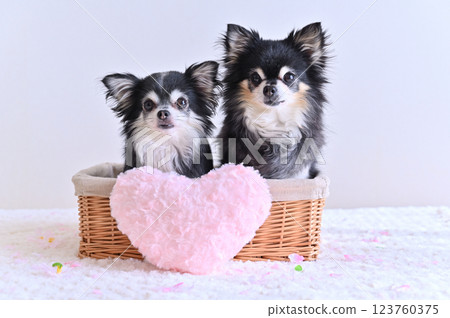 Two Chihuahuas in a basket with pink heart cushion 123760375