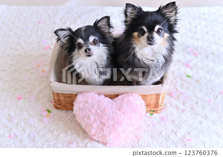 Two Chihuahuas in a basket with pink heart cushion 123760376