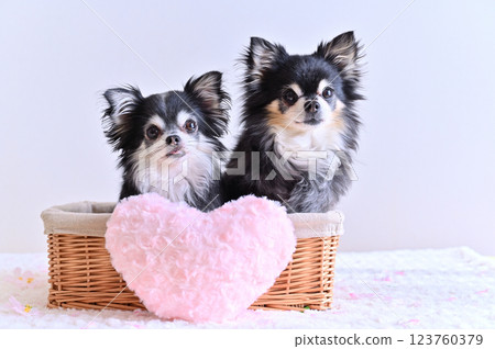 Two Chihuahuas in a basket with pink heart cushion 123760379