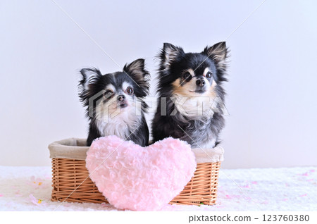 兩隻吉娃娃在籃子裡，上面放著粉紅色心型墊子 123760380