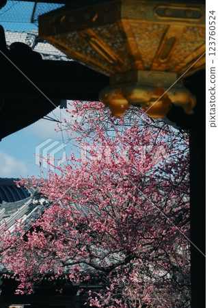 Red and white plum blossoms at Koshoji Temple in Kyoto Red and white plum blossoms at Koshoji Temple in Kyoto 123760524