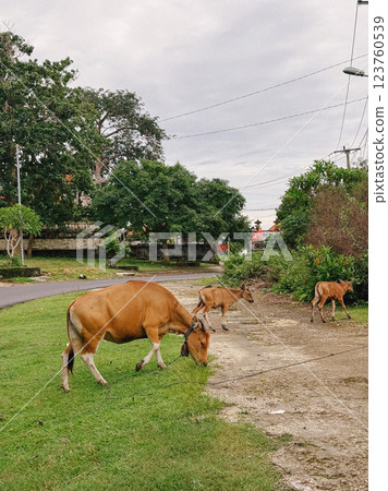 A Cow in the Savanna A Cow in the Savanna 123760539
