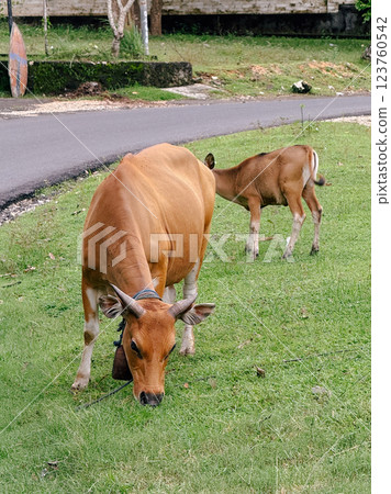 A Cow in the Savanna A Cow in the Savanna 123760542