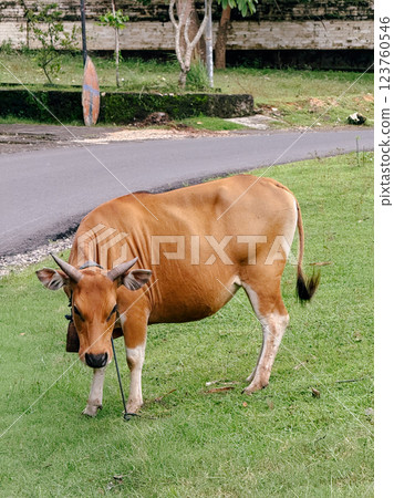 A Cow in the Savanna A Cow in the Savanna 123760546