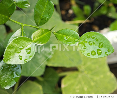 Fresh kaffir lime leaves with water drops on the leaves. Thai herbs, good for the body. 123760678