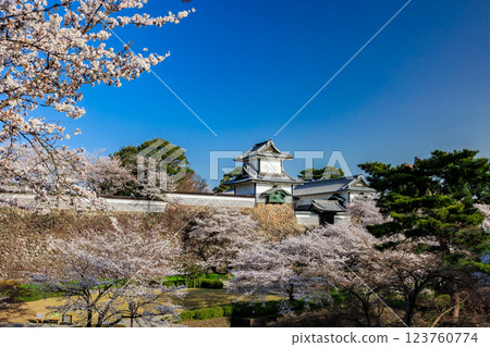 [石川縣]金澤城的櫻花 123760774