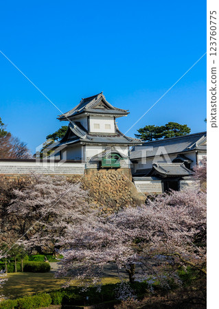 [Ishikawa Prefecture] Cherry blossoms at Kanazawa Castle (vertical photo) 123760775