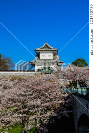 [石川縣]金澤城的櫻花（豎著照） 123760780