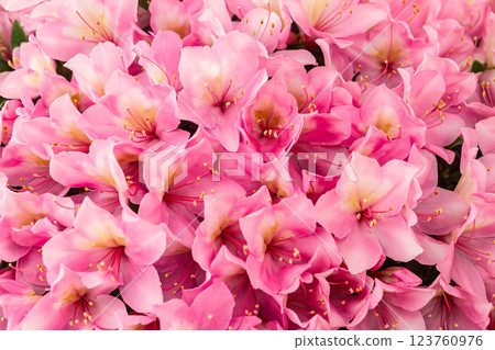 Azalea Azalea 123760976