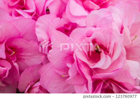 Azalea Azalea 123760977