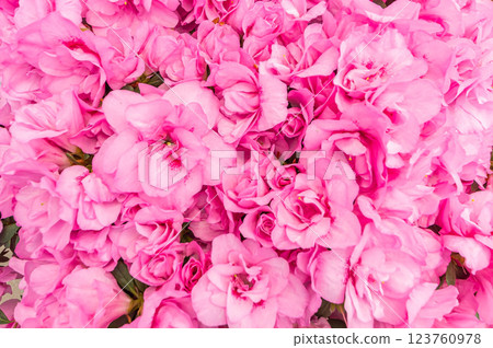 Azalea Azalea 123760978