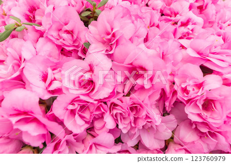 Azalea Azalea 123760979