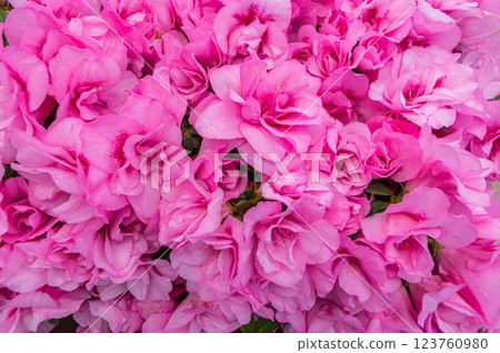 Azalea Azalea 123760980